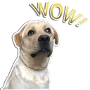 Sticker rapdog66 - 4