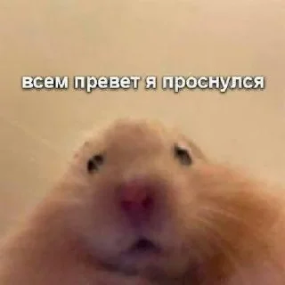 Стикер Мяуууу - 4