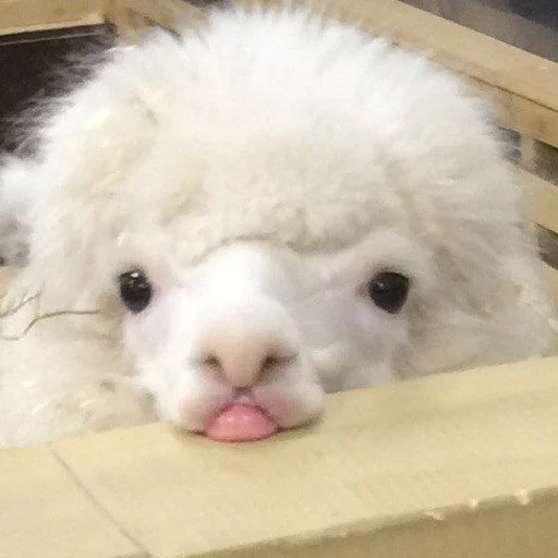 млекопитающее животное собака