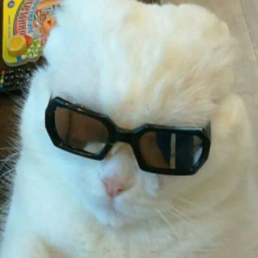 кошка кошки малого и среднего размера кошачьи