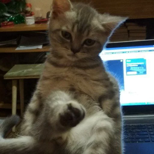 комнатный млекопитающее кошки малого и среднего размера