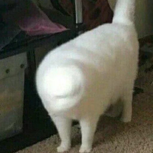 млекопитающее животное комнатный