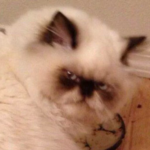 млекопитающее животное комнатный