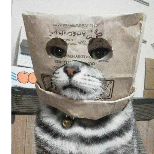 животное кошка кошачьи