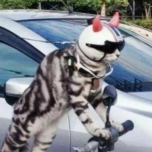 животное кошачьи кошка