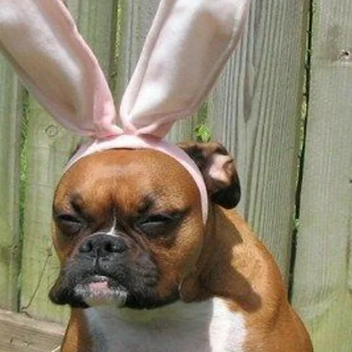 млекопитающее порода собак домашнее животное