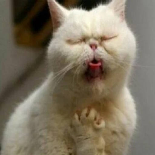 млекопитающее животное кошка