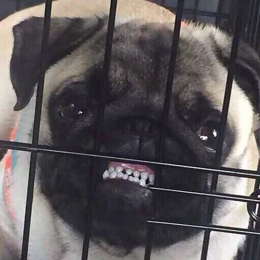 домашнее животное млекопитающее порода собак