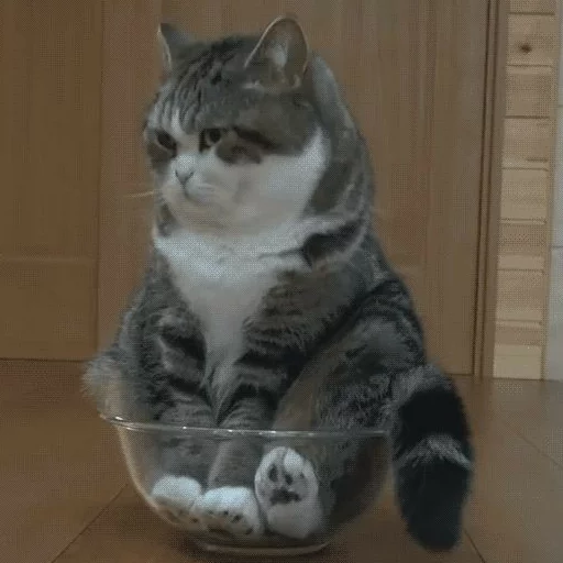 кошки малого и среднего размера кошачьи комнатный