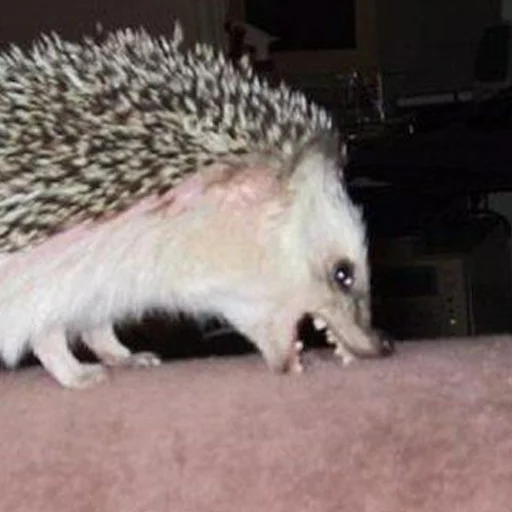 животное млекопитающее ёж