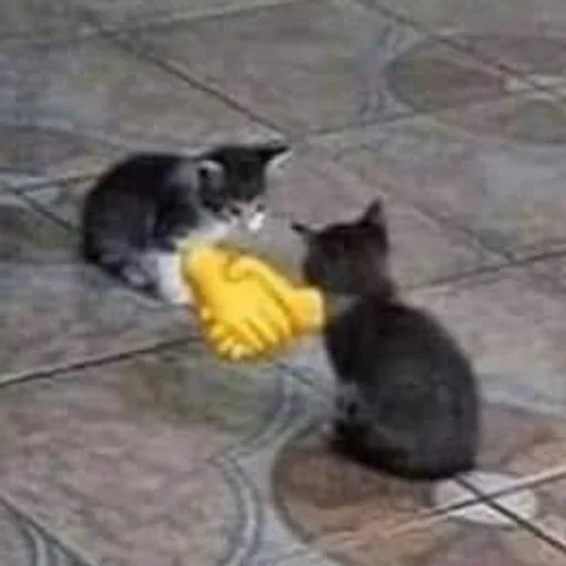 mammal animal small to medium-sized cats