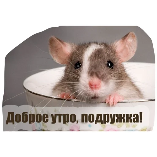 Sticker ratinmyheart - 1