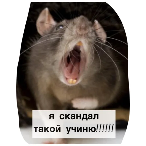 Sticker ratinmyheart - 1