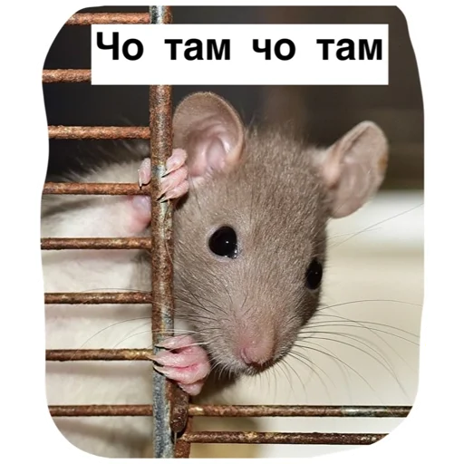 Стикер ratinmyheart - 1