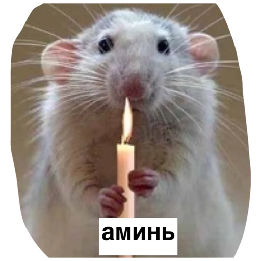 Стикер ratinmyheart - 1