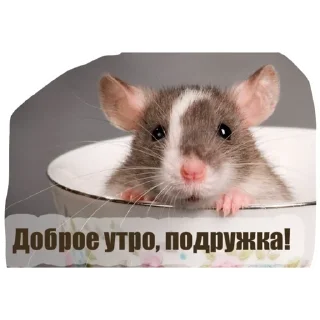 Sticker Крысиноэ - 10