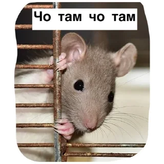 Sticker Крысиноэ - 4