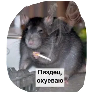 Sticker Крысиноэ - 8