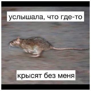 Sticker Крысиноэ - 1