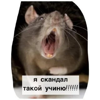 Sticker Крысиноэ - 5