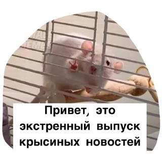 Sticker Крысиноэ - 0