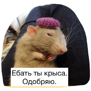 Sticker Крысиноэ - 7