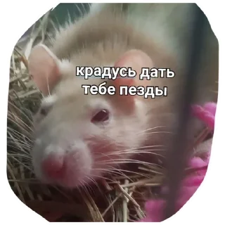 Стикер Больше стикеров тут: @stickers_memy - 10