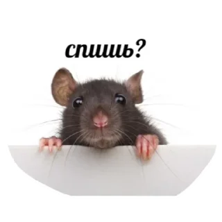 Стикер Больше стикеров тут: @stickers_memy - 5