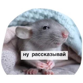 Стикер Больше стикеров тут: @stickers_memy - 11