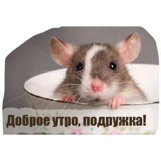 Стикер Больше стикеров тут: @stickers_memy - 4