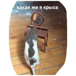 Стикер Больше стикеров тут: @stickers_memy - 0