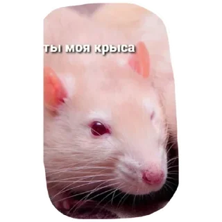 Стикер 💜 Join 👉 @StickBook18 - 5