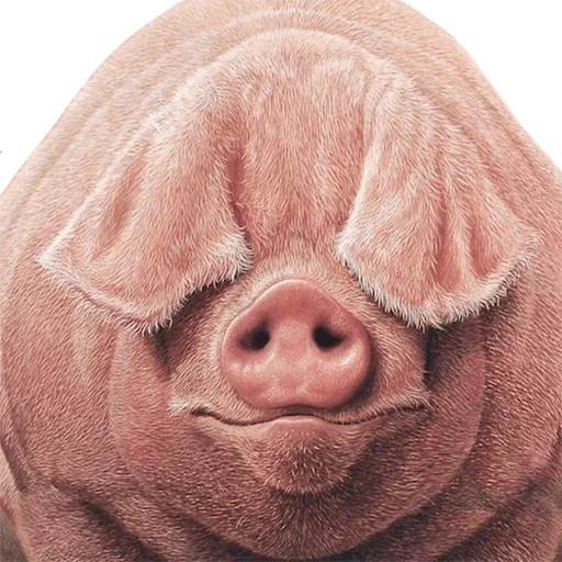 животное рыло млекопитающее