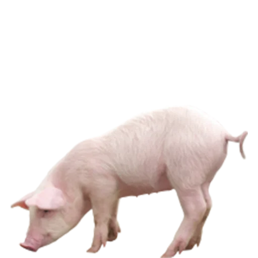 свинья животное свинья