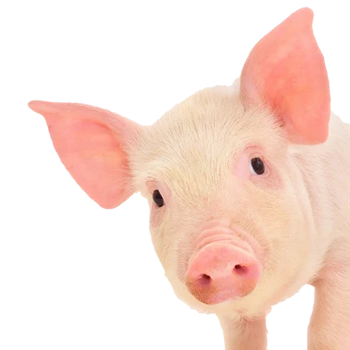 млекопитающее животное свинья