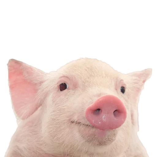 млекопитающее животное рыло