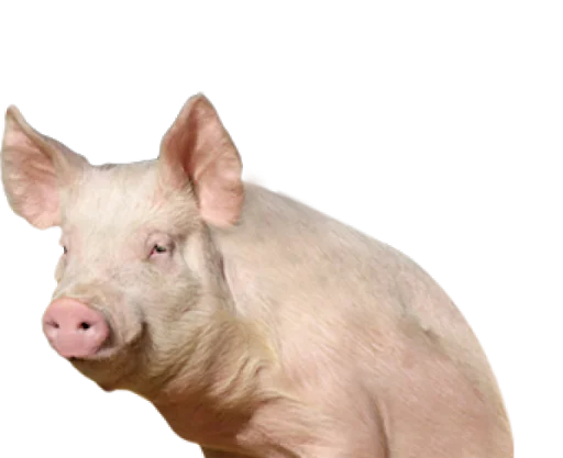 млекопитающее животное свинья