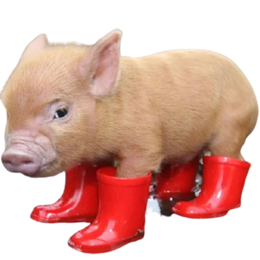 млекопитающее свинья свинья