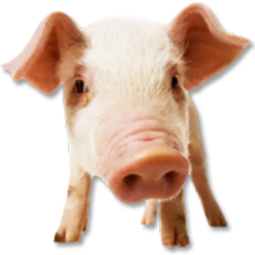 млекопитающее животное свинья