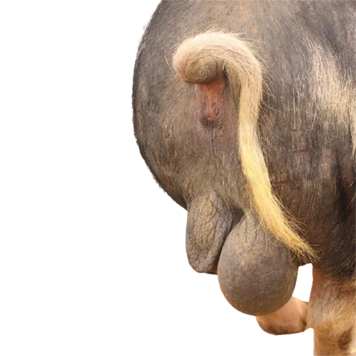 животное млекопитающее рыло