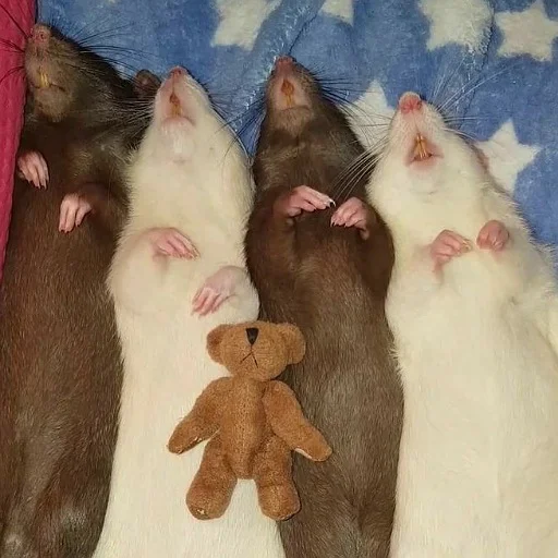 Стикер щури - 11