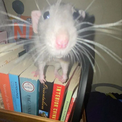 Стикер щури - 10