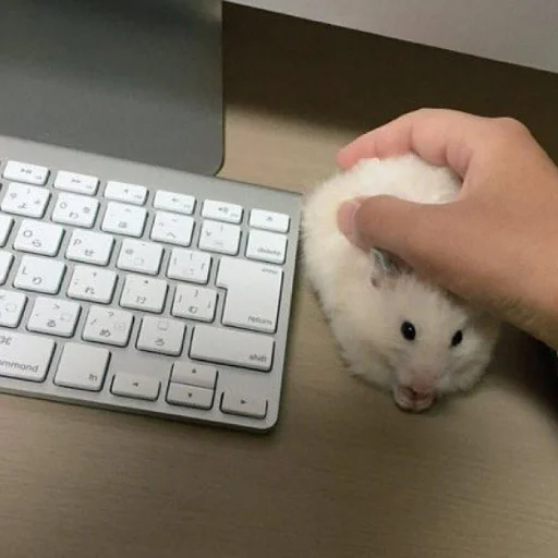 Стикер щури - 8