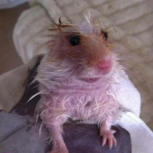 Стикер щури - 7