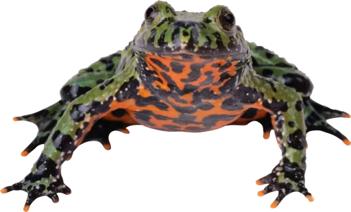 Стикер ?? крыски, жабки by @uglycutedying - 11