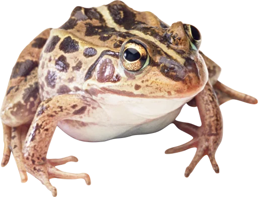 Стикер ?? крыски, жабки by @uglycutedying - 9