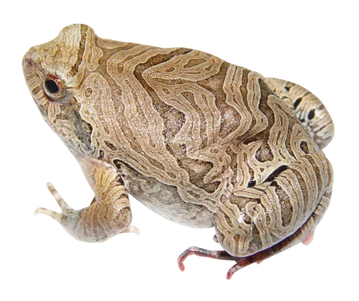 Стикер ?? крыски, жабки by @uglycutedying - 8