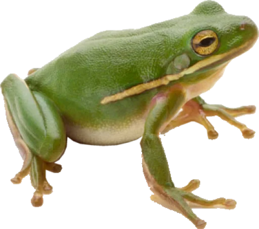 Стикер ?? крыски, жабки by @uglycutedying - 7