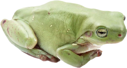 Стикер ?? крыски, жабки by @uglycutedying - 6