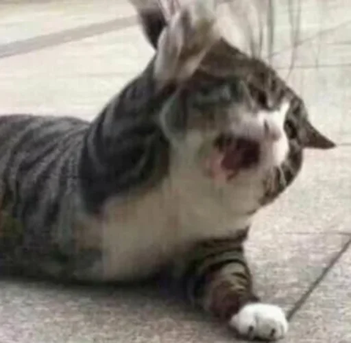 животное млекопитающее кошка